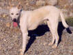 Bambakia (M. Giorgos)